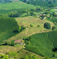 Kolumbijskie plantacje kawy